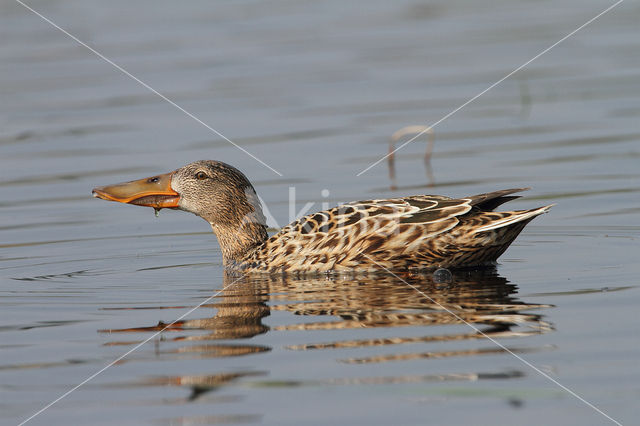 Slobeend (Anas clypeata)