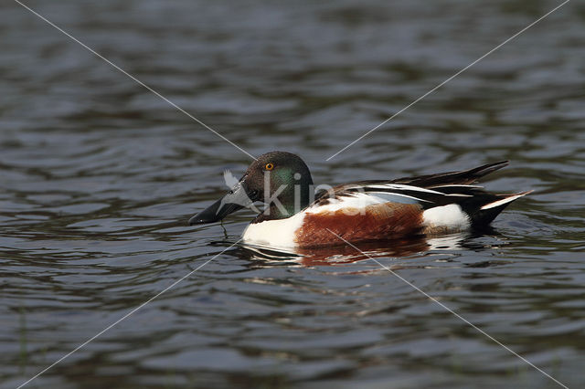 Slobeend (Anas clypeata)