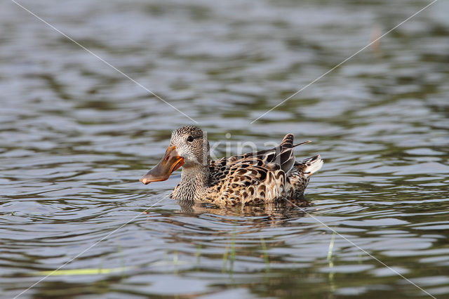 Slobeend (Anas clypeata)