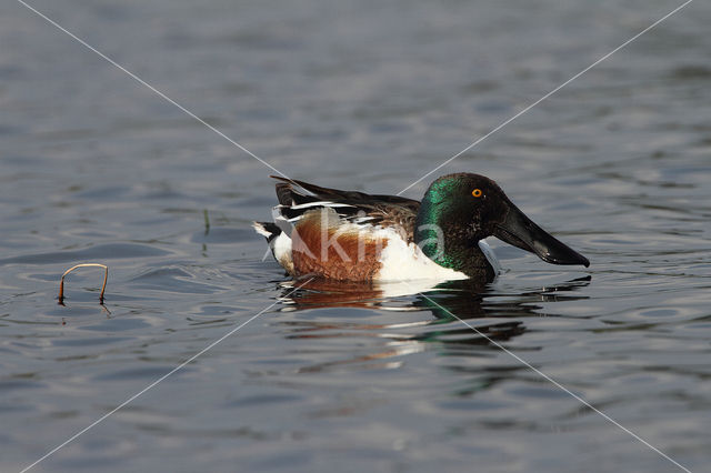 Slobeend (Anas clypeata)