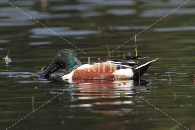 Slobeend (Anas clypeata)