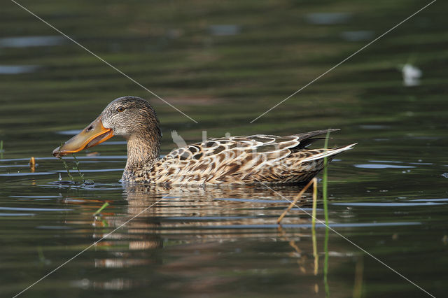 Slobeend (Anas clypeata)