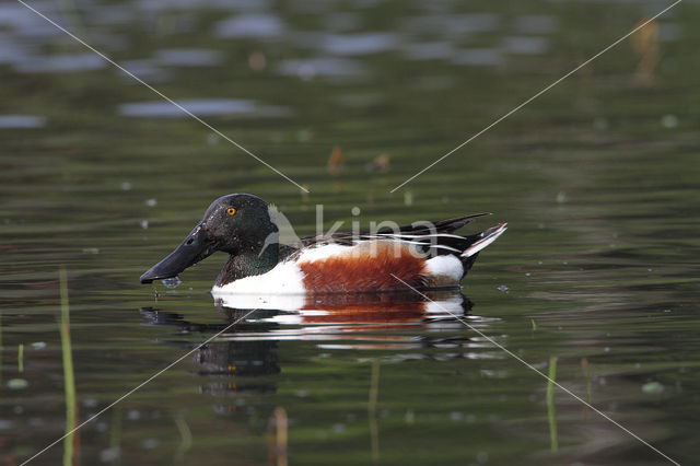 Slobeend (Anas clypeata)