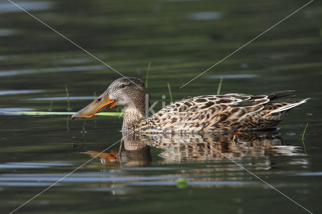 Slobeend (Anas clypeata)