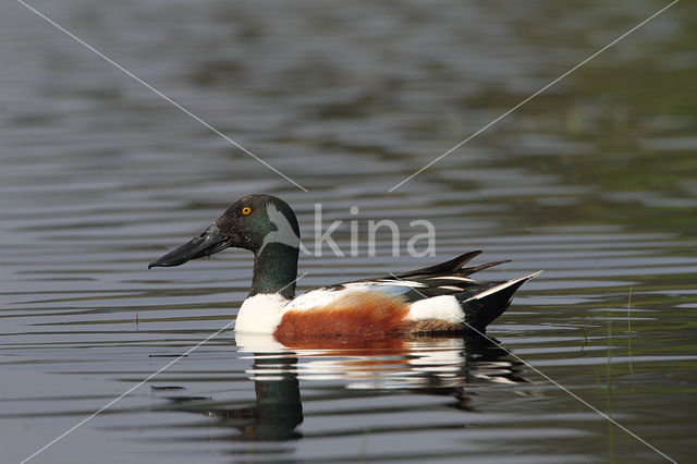 Slobeend (Anas clypeata)