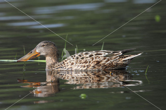 Slobeend (Anas clypeata)