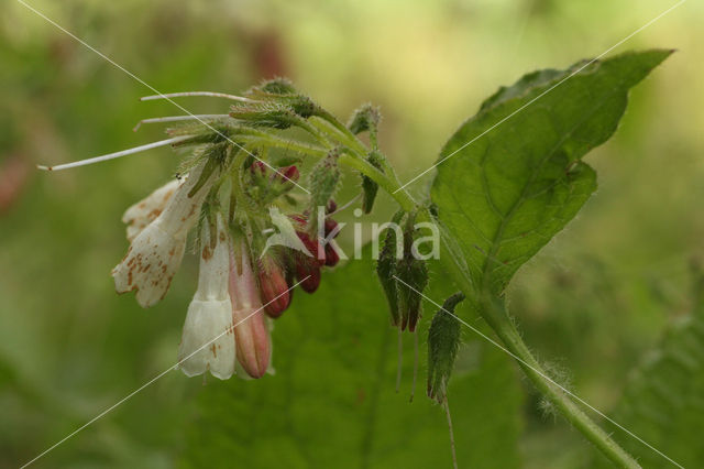 Symphytum grandiflorum