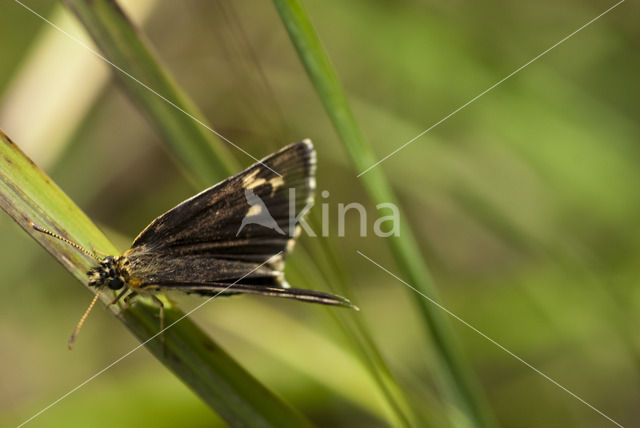 Large Chequered Skipper (Heteropterus morpheus)