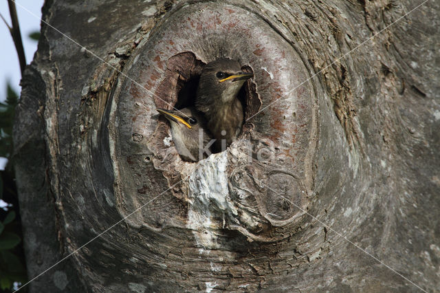 Spreeuw (Sturnus vulgaris)