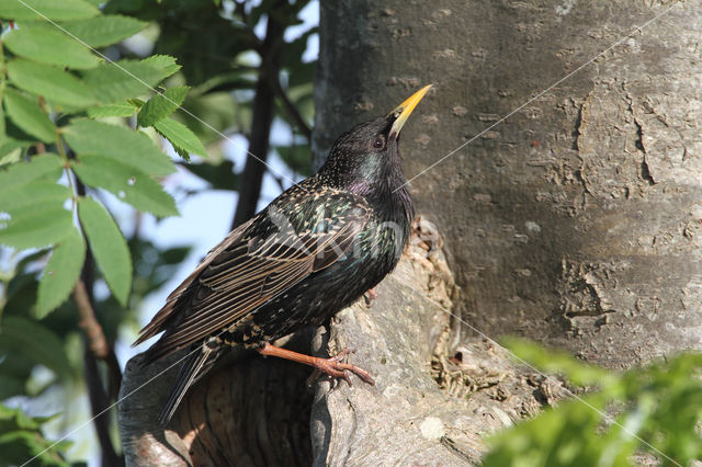 European Starling (Sturnus vulgaris)