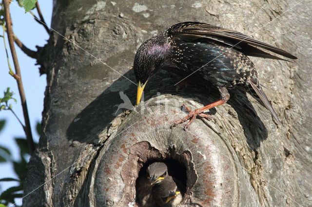 Spreeuw (Sturnus vulgaris)