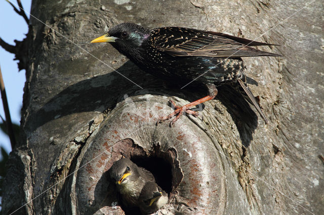 Spreeuw (Sturnus vulgaris)