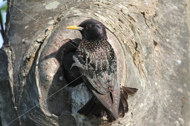 Spreeuw (Sturnus vulgaris)