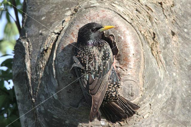 European Starling (Sturnus vulgaris)