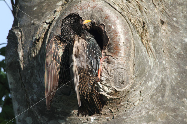 Spreeuw (Sturnus vulgaris)