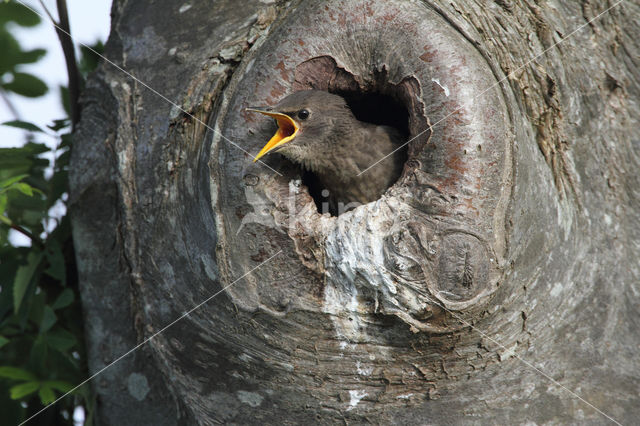 European Starling (Sturnus vulgaris)