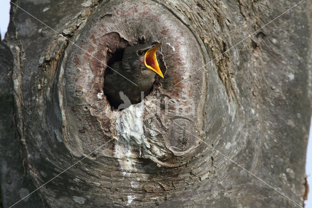 European Starling (Sturnus vulgaris)