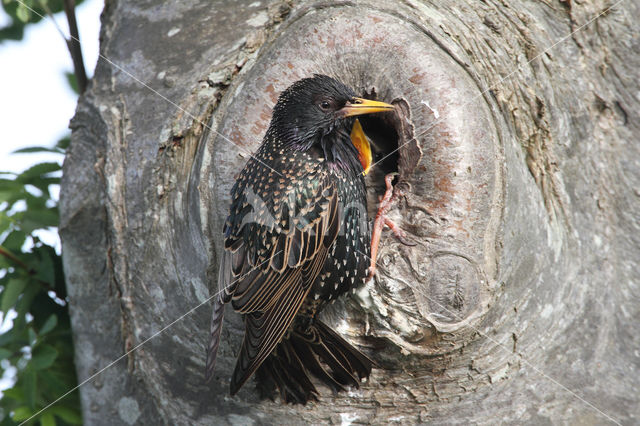 European Starling (Sturnus vulgaris)