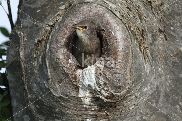 European Starling (Sturnus vulgaris)