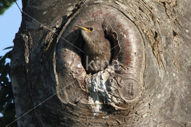 European Starling (Sturnus vulgaris)