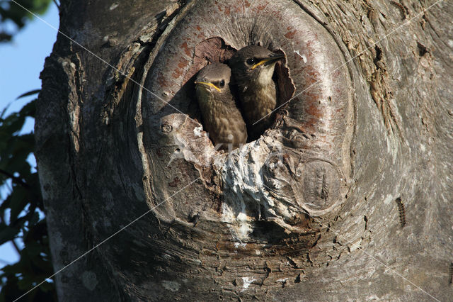 European Starling (Sturnus vulgaris)