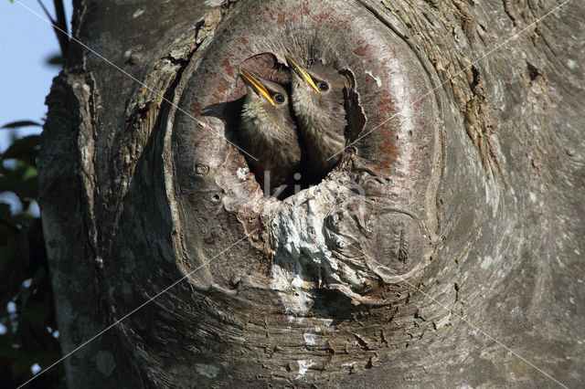 Spreeuw (Sturnus vulgaris)