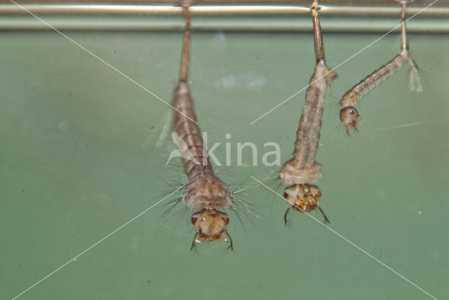 northern house mosquito (Culex pipiens)