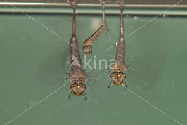 northern house mosquito (Culex pipiens)