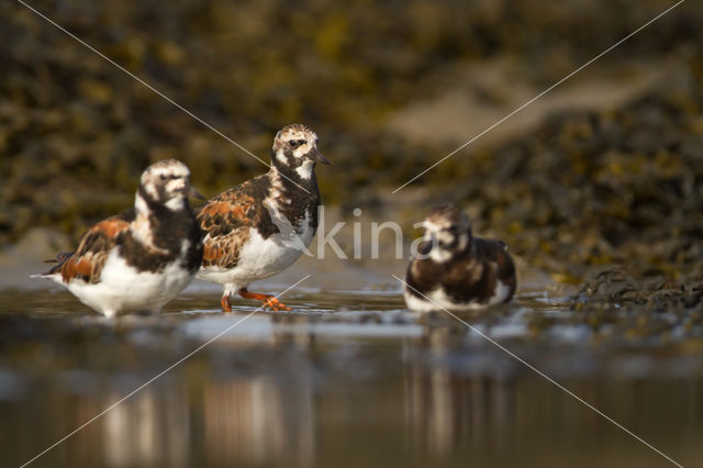 Steenloper (Arenaria interpres)