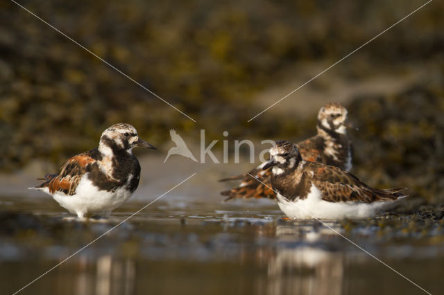 Steenloper (Arenaria interpres)