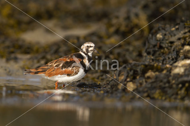 Steenloper (Arenaria interpres)