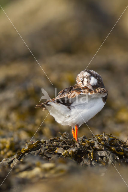 Steenloper (Arenaria interpres)