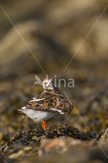 Steenloper (Arenaria interpres)