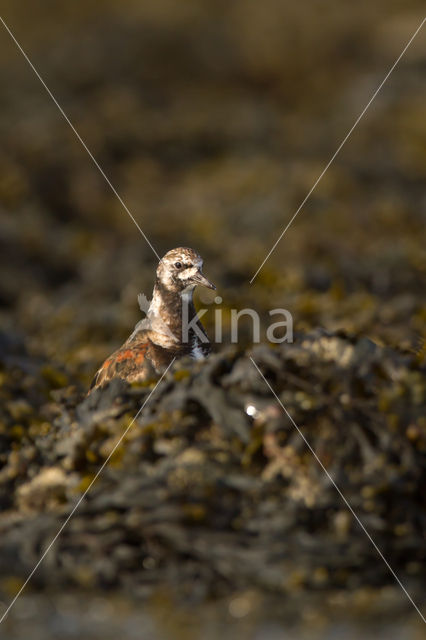 Steenloper (Arenaria interpres)