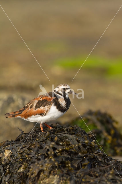 Ruddy Turnstone (Arenaria interpres)