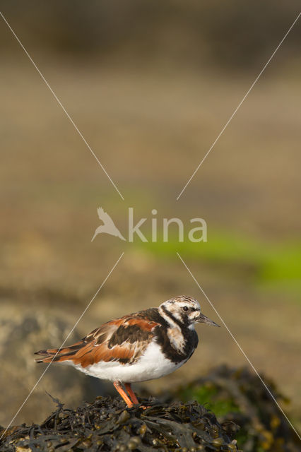 Ruddy Turnstone (Arenaria interpres)