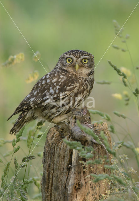 Steenuil (Athene noctua)