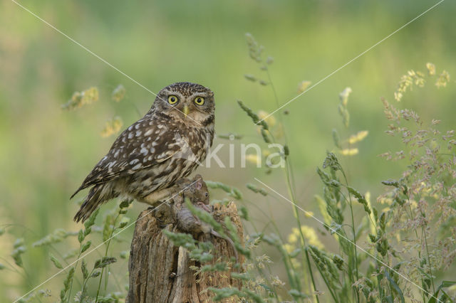 Steenuil (Athene noctua)