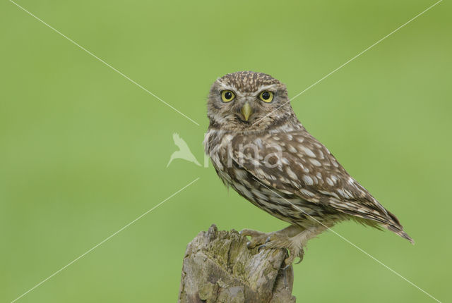 Little Owl (Athene noctua)