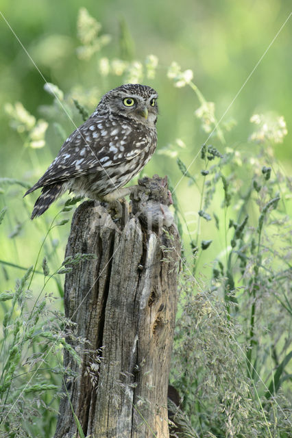 Little Owl (Athene noctua)