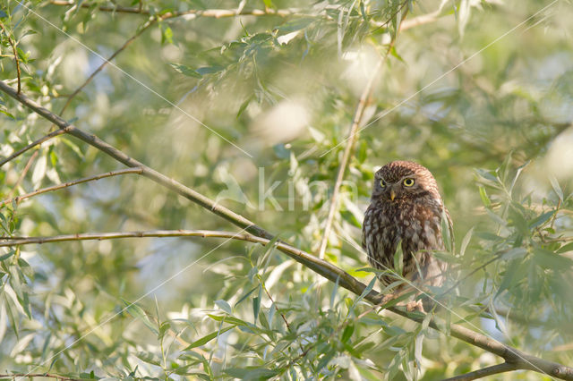 Little Owl (Athene noctua)