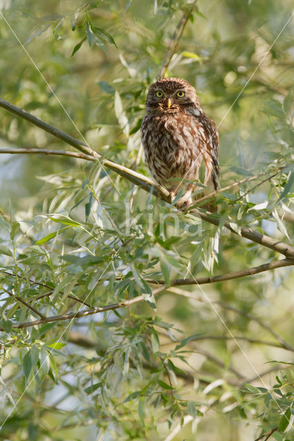 Little Owl (Athene noctua)