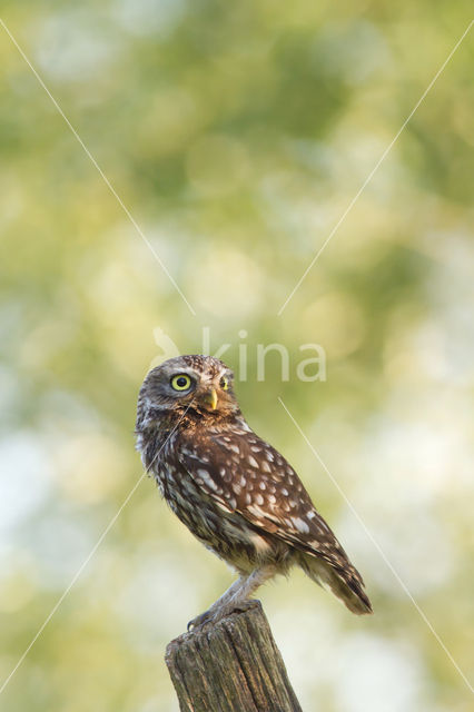 Little Owl (Athene noctua)