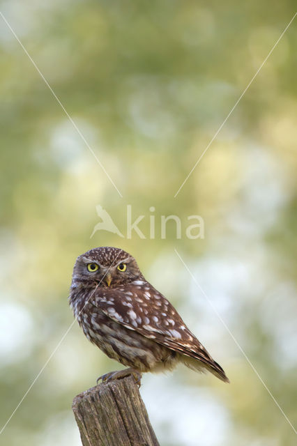 Little Owl (Athene noctua)