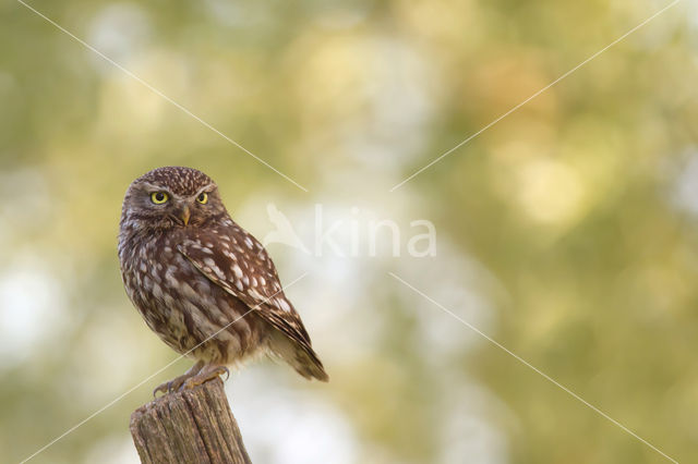 Little Owl (Athene noctua)