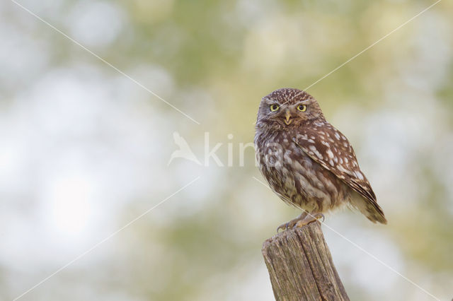 Little Owl (Athene noctua)