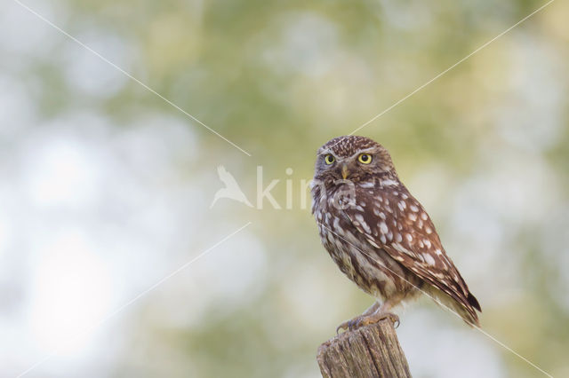 Little Owl (Athene noctua)