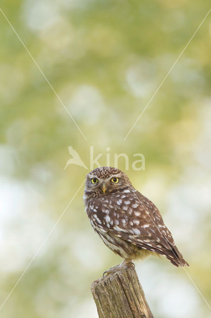 Little Owl (Athene noctua)