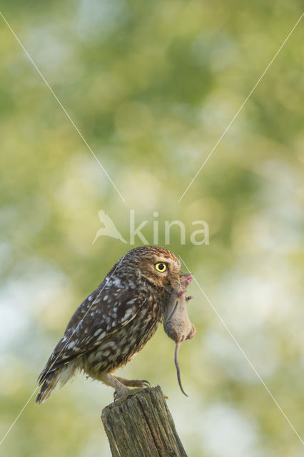 Little Owl (Athene noctua)