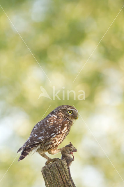 Little Owl (Athene noctua)